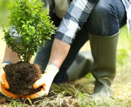 Jenis Pohon yang Cocok untuk Reboisasi Daerah Lereng