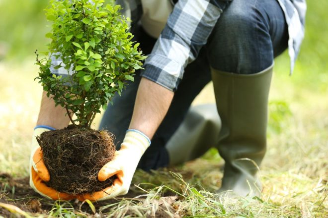 Jenis Pohon yang Cocok untuk Reboisasi Daerah Lereng