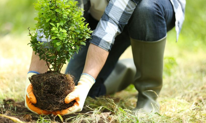 Jenis Pohon yang Cocok untuk Reboisasi Daerah Lereng