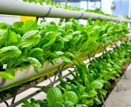 Urban Farming: Solusi Hijau di Tengah Kota