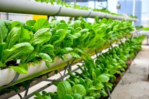Urban Farming: Solusi Hijau di Tengah Kota