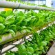 Urban Farming: Solusi Hijau di Tengah Kota