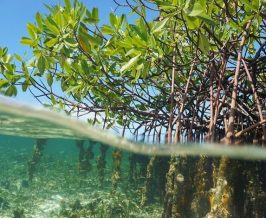 manfaat konservasi mangrove