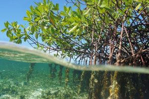 manfaat konservasi mangrove