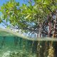 manfaat konservasi mangrove