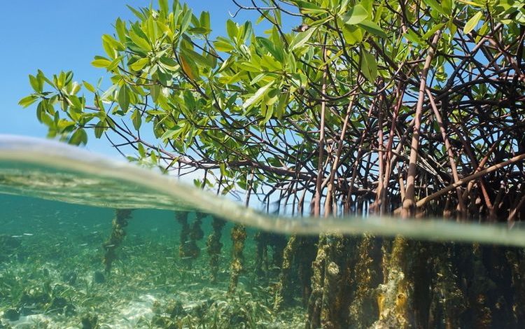 manfaat konservasi mangrove